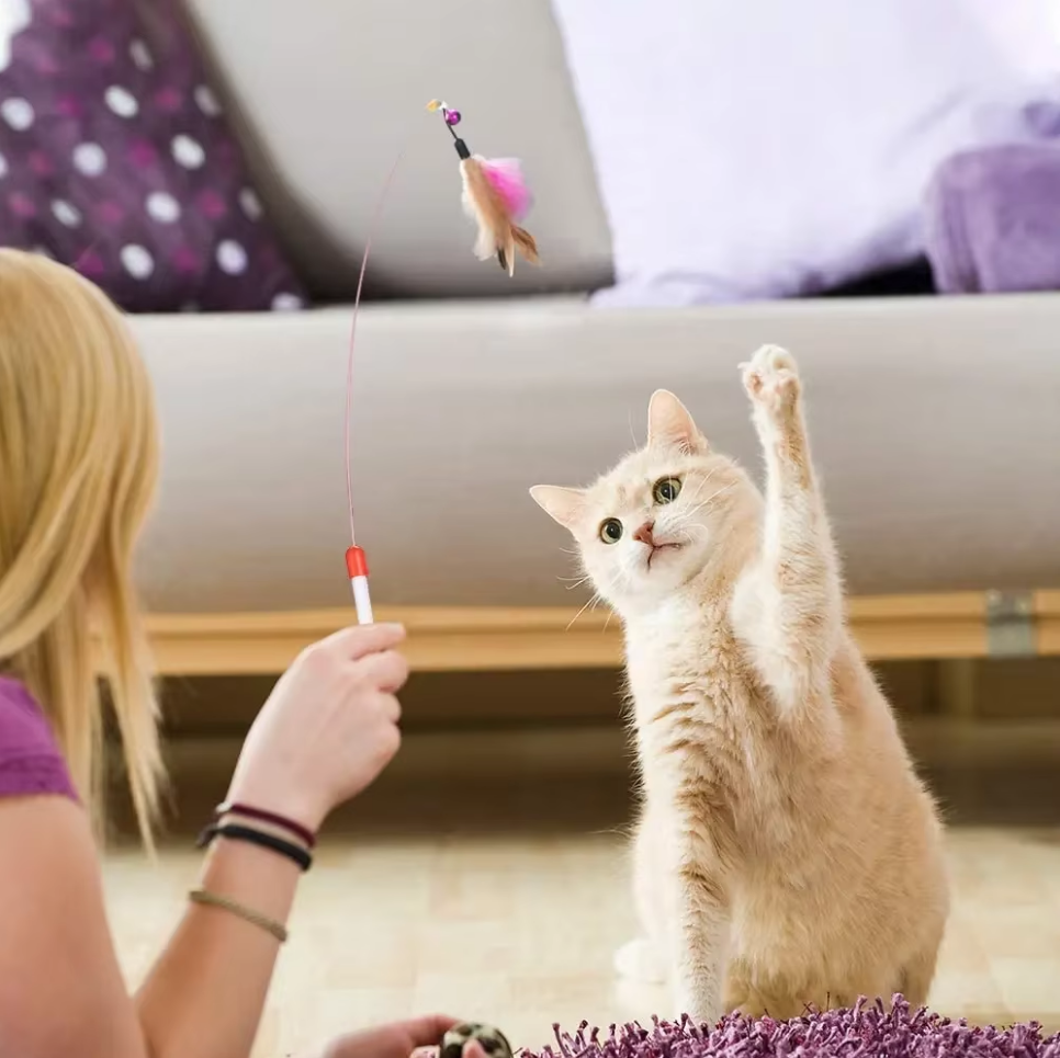Katzenspielzeug Set interaktiv Nahaufnahme